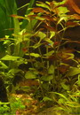 Ludwigia Repens